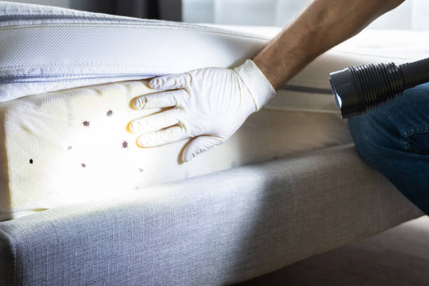Best Pest Removal Services  in Houghton, NY