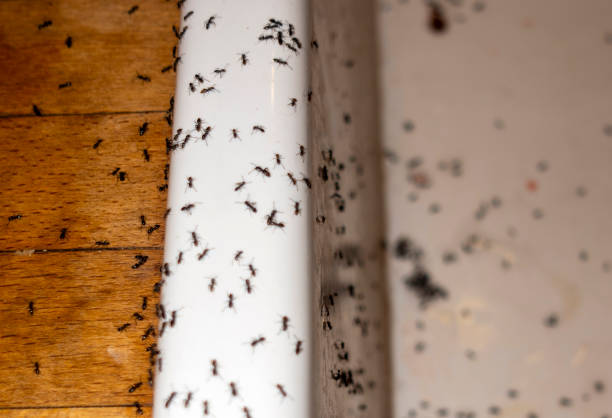 Best Termite Control Services  in Houghton, NY