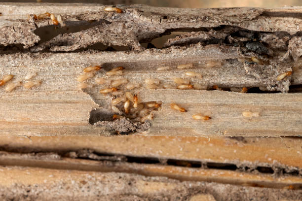Best Emergency Pest Control  in Houghton, NY
